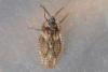 Dictyonota fuliginosa